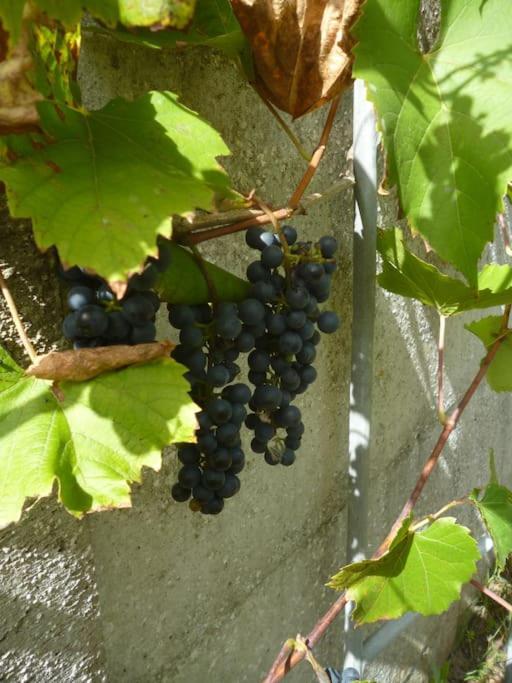 Cocon Des Marais Villa Villeneuve-en-Retz ภายนอก รูปภาพ